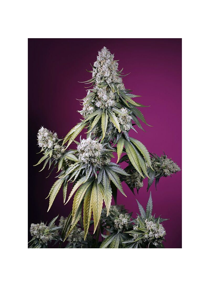 Jealousy Z XL Auto, Фасовка: 5+2